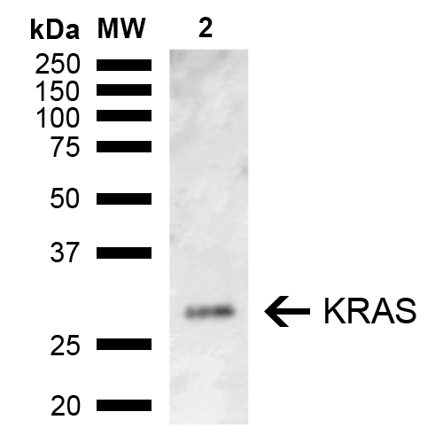 WB - KRAS Antibody ASM10626